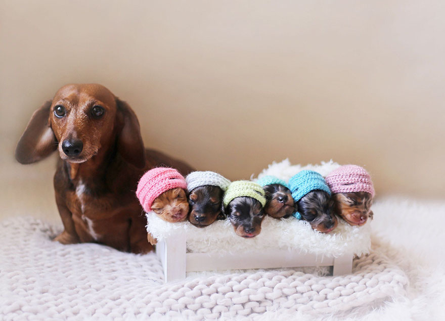 sausage-dog-maternity-photoshoot-puppies-2 sausage-dog-maternity-photoshoot-puppies-2