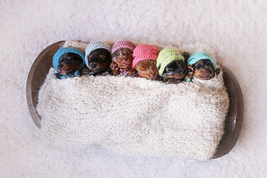 sausage-dog-maternity-photoshoot-puppies-3 sausage-dog-maternity-photoshoot-puppies-3