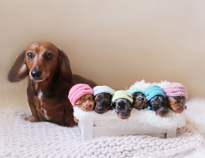 Proud Sausage Dog Poses With Her 6 Tiny Sausages For Maternity Photoshoot