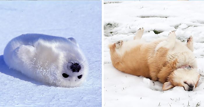 Seals Are Actually Ocean Puppies (40 Pics)