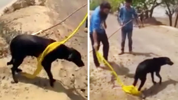 sikh-man-removes-turban-save-drowning-dog-2
