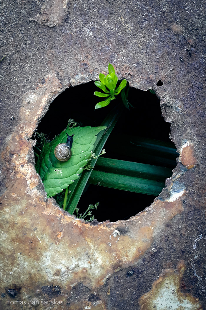 Snail Inside A Broken Metal Tub (Note 4)