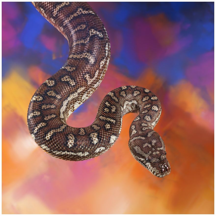 Photographer Creates Colourful Portraits Of Various Animals