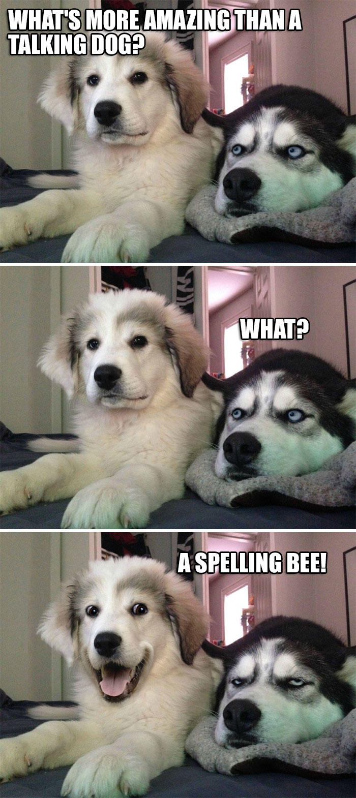 What's More Amazing Than A Talking Dog?