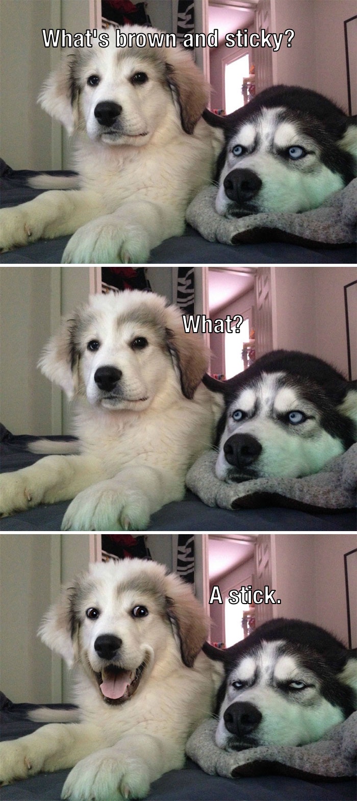 What's Brown And Sticky?