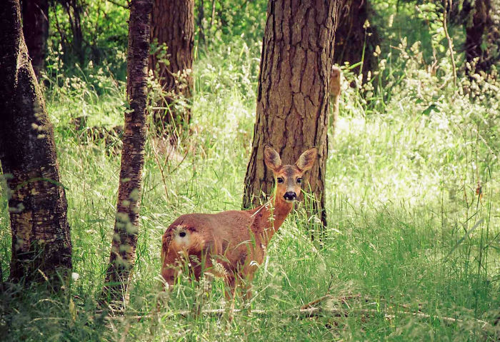 Roe Deer