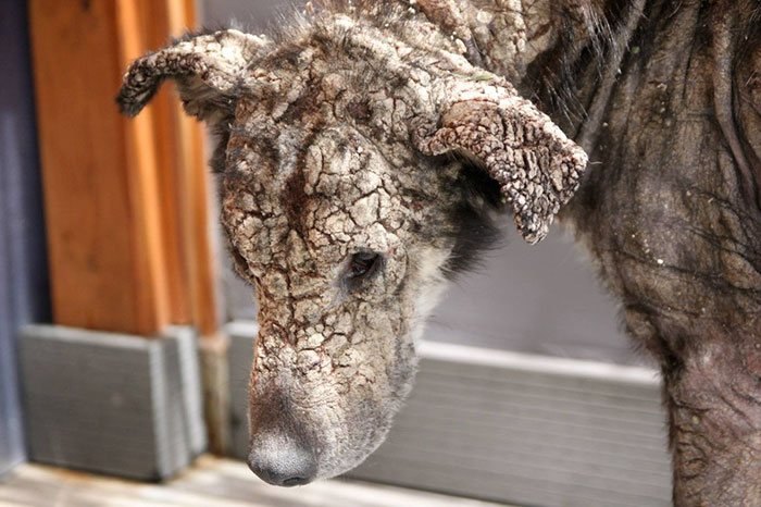 Dog Who Turned To Stone Was Afraid Of Human Touch, Now Demands Belly Rubs