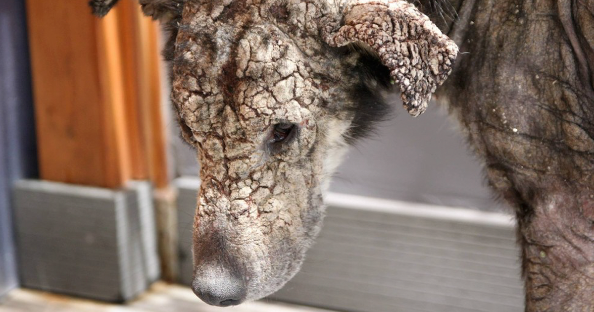 Dog Who Turned To Stone Was Afraid Of Human Touch, Now Demands Belly Rubs