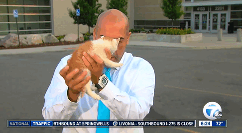 stray-kitten-interrupts-reporter-live-shot-lucky-1