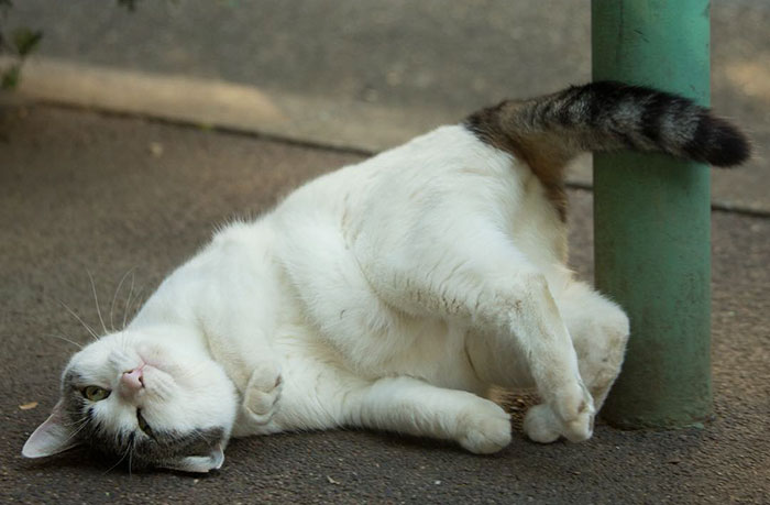 Tokyo’s Stray Cats