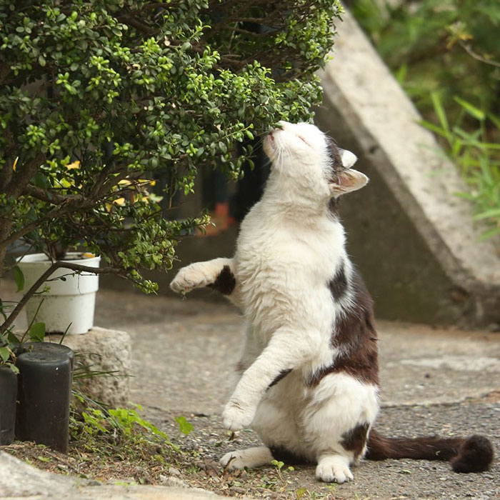 Tokyo’s Stray Cats