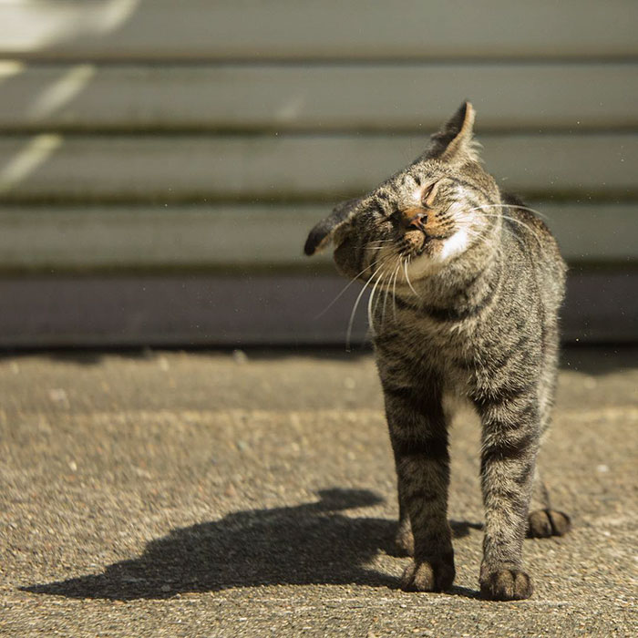 Tokyo’s Stray Cats