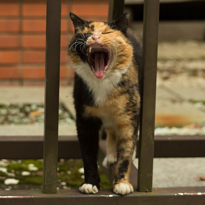 Tokyo’s Stray Cats