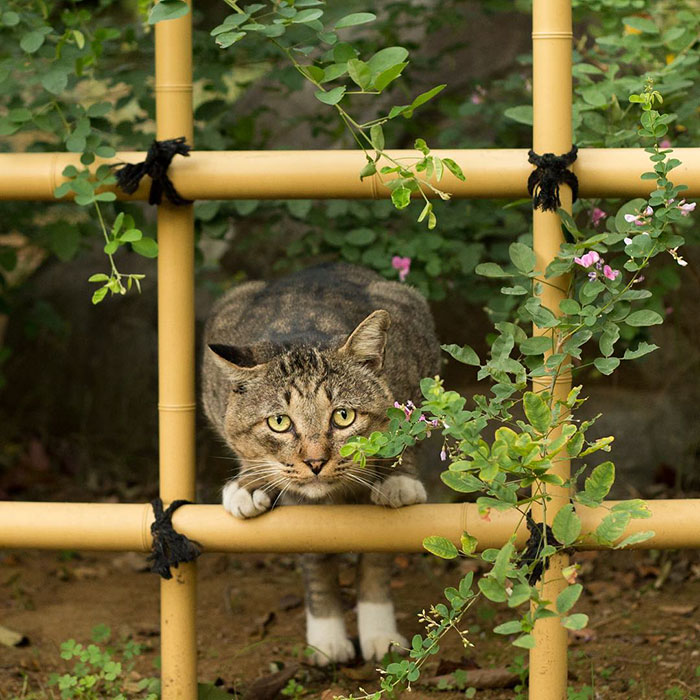 Tokyo’s Stray Cats