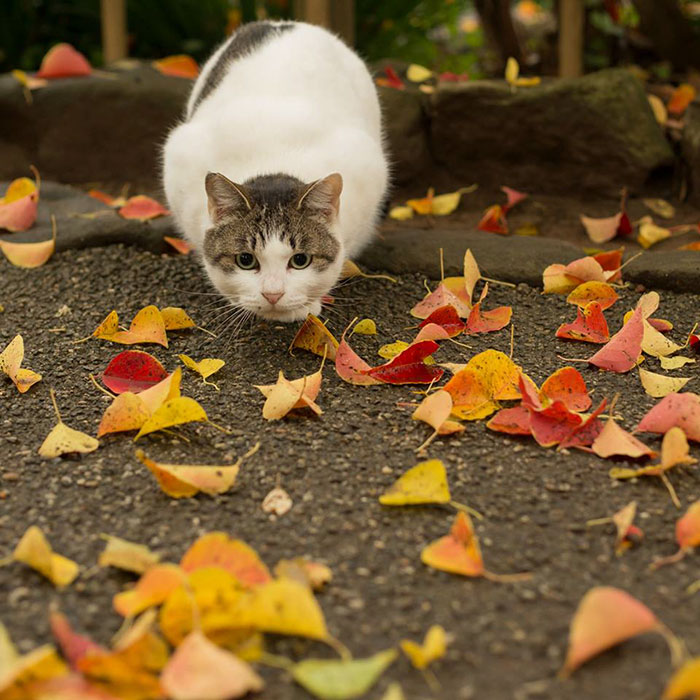 Tokyo’s Stray Cats