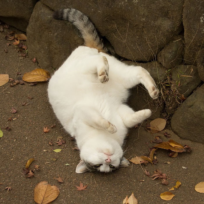 Tokyo’s Stray Cats