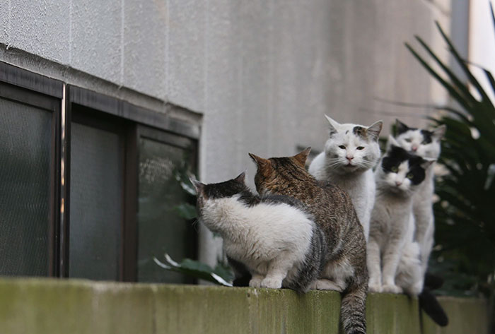 Tokyo’s Stray Cats