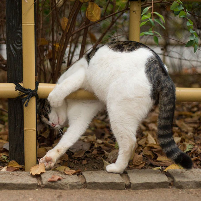 Tokyo’s Stray Cats