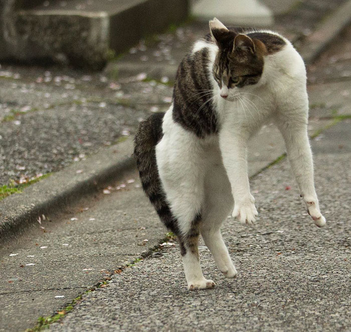 Tokyo’s Stray Cats