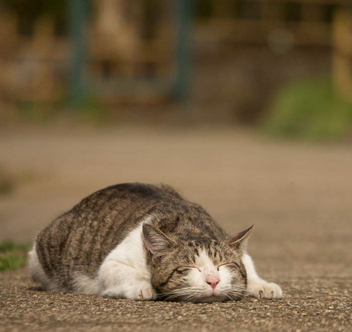 Tokyo’s Stray Cats