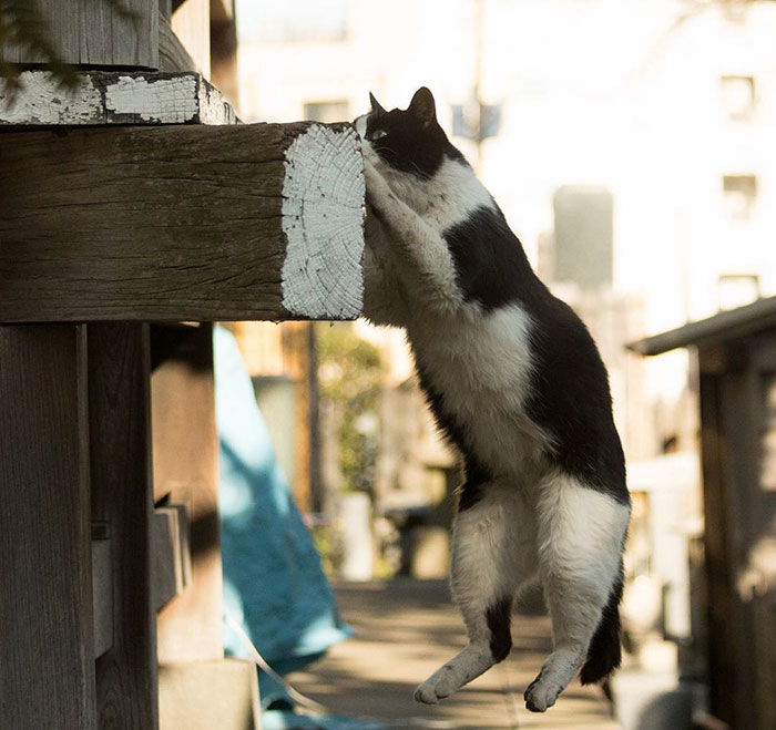 Tokyo’s Stray Cats