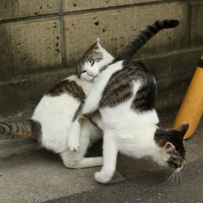 Tokyo’s Stray Cats