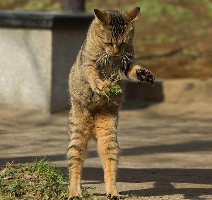 Tokyo’s Stray Cats