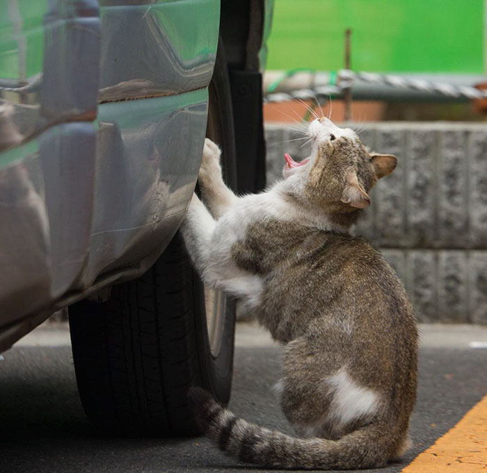 Tokyo’s Stray Cats