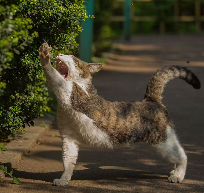 Tokyo’s Stray Cats