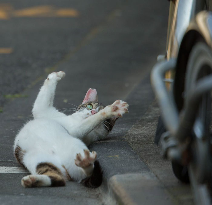 Tokyo’s Stray Cats