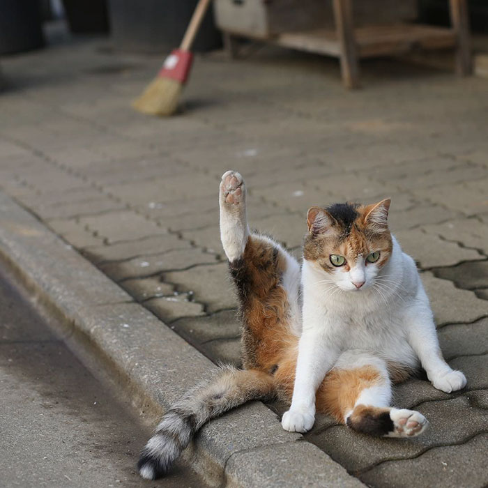 Tokyo’s Stray Cats