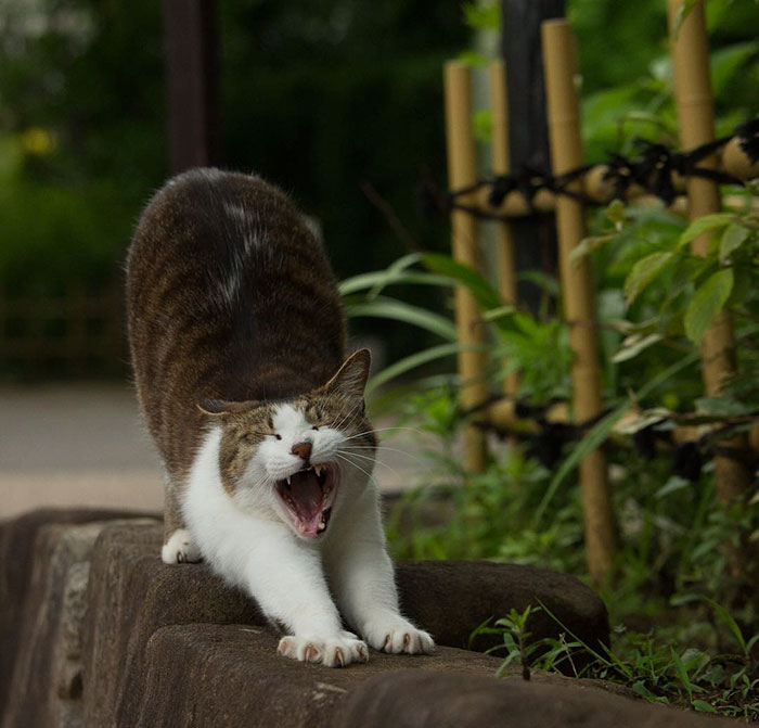 Tokyo’s Stray Cats