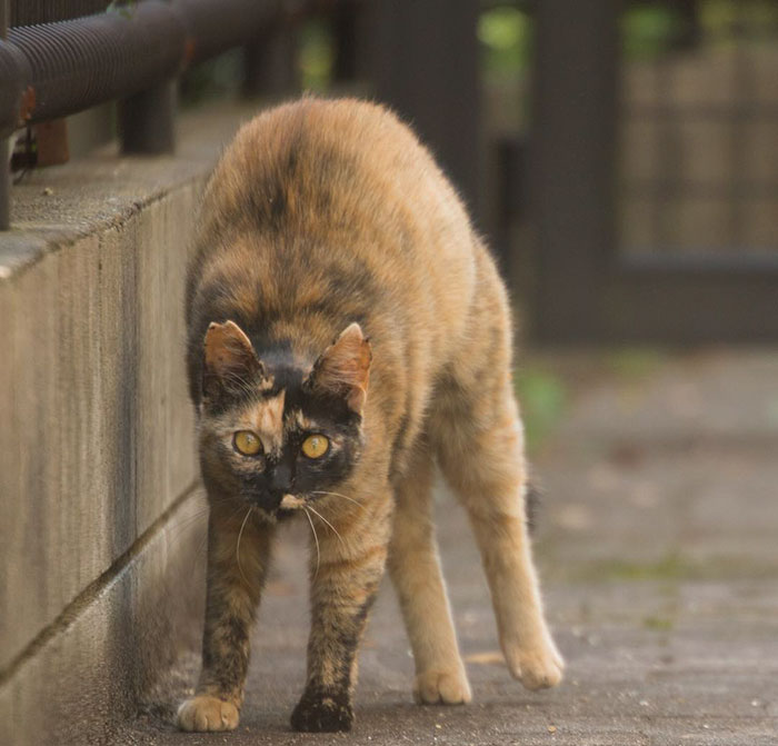 Tokyo’s Stray Cats