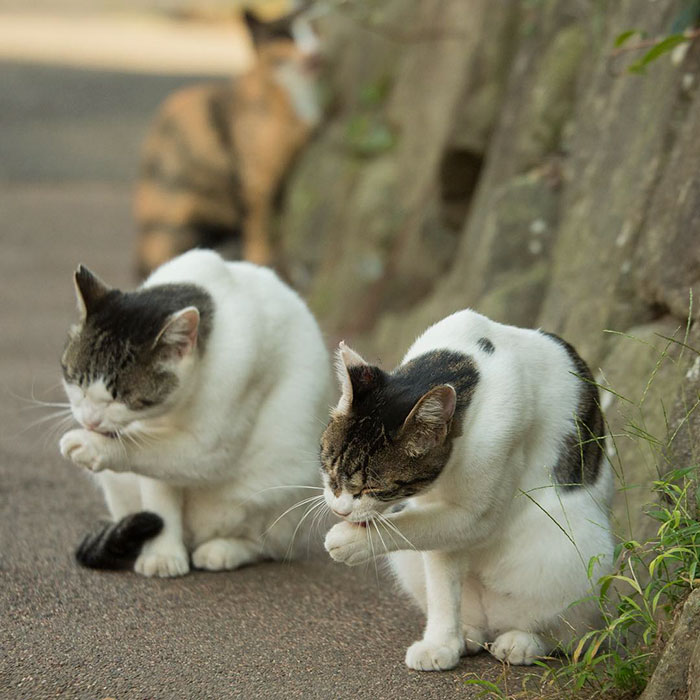 Tokyo’s Stray Cats