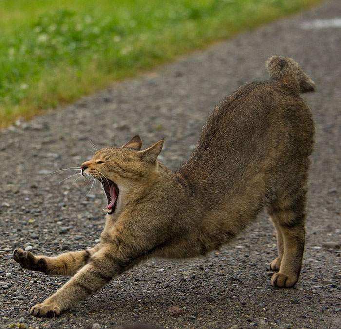 Tokyo’s Stray Cats