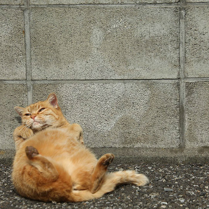 Tokyo’s Stray Cats