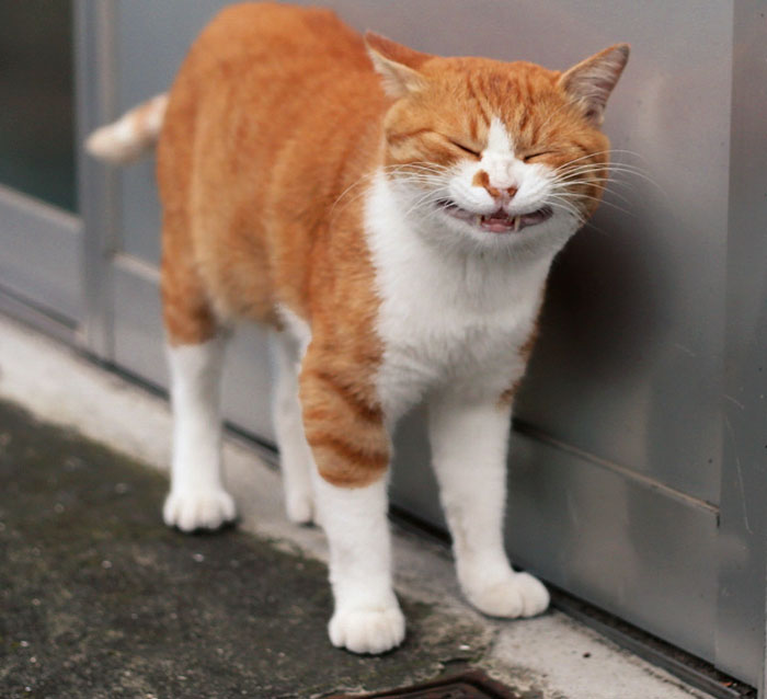 Tokyo’s Stray Cats