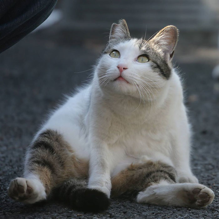 Tokyo’s Stray Cats