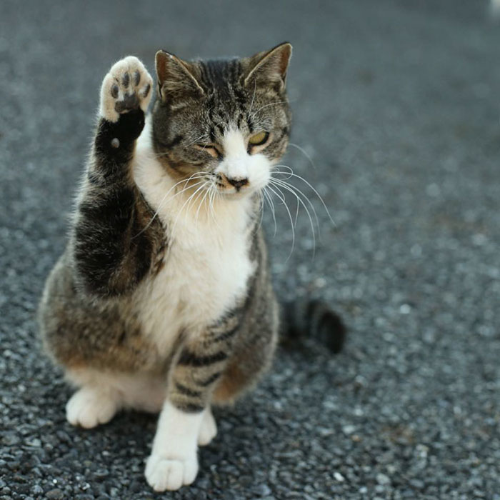 Tokyo’s Stray Cats