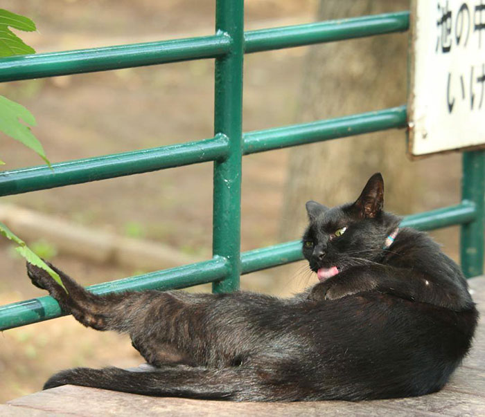 Tokyo’s Stray Cats