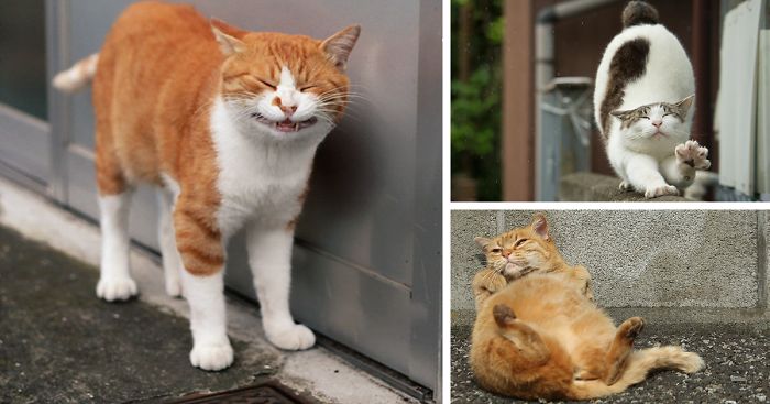 Japanese Photographer Documents The Many Faces of Tokyo’s Stray Cats (47 Pics)