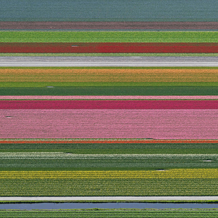 Colourful Patterns Of Tulip Fields In Netherlands