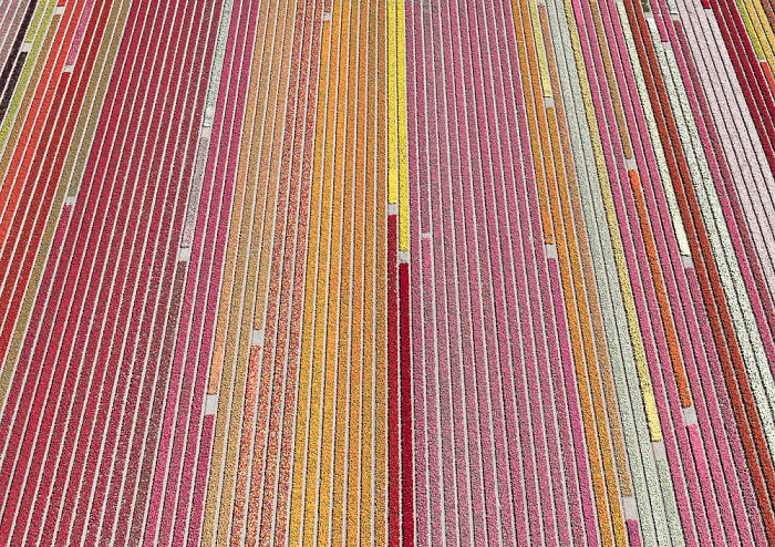 Colourful Patterns Of Tulip Fields In Netherlands