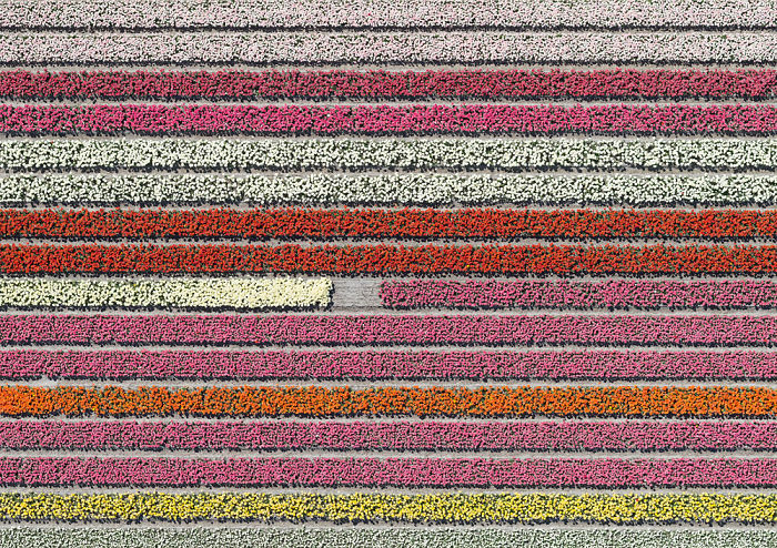 Colourful Patterns Of Tulip Fields In Netherlands