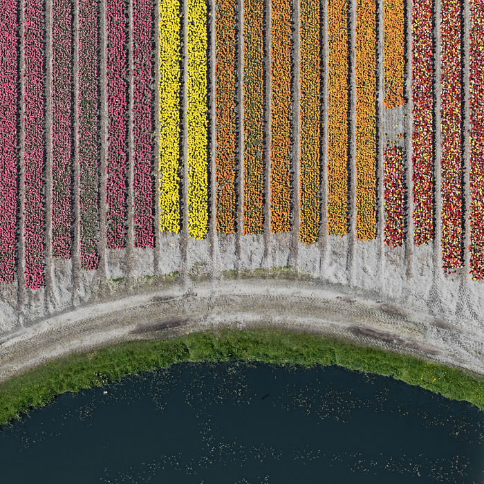 Colourful Patterns Of Tulip Fields In Netherlands Colourful Patterns Of Tulip Fields In Netherlands