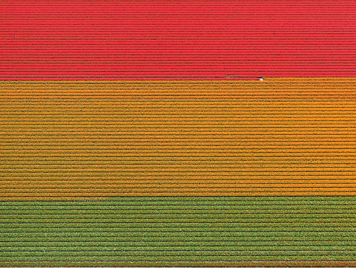 Colourful Patterns Of Tulip Fields In Netherlands