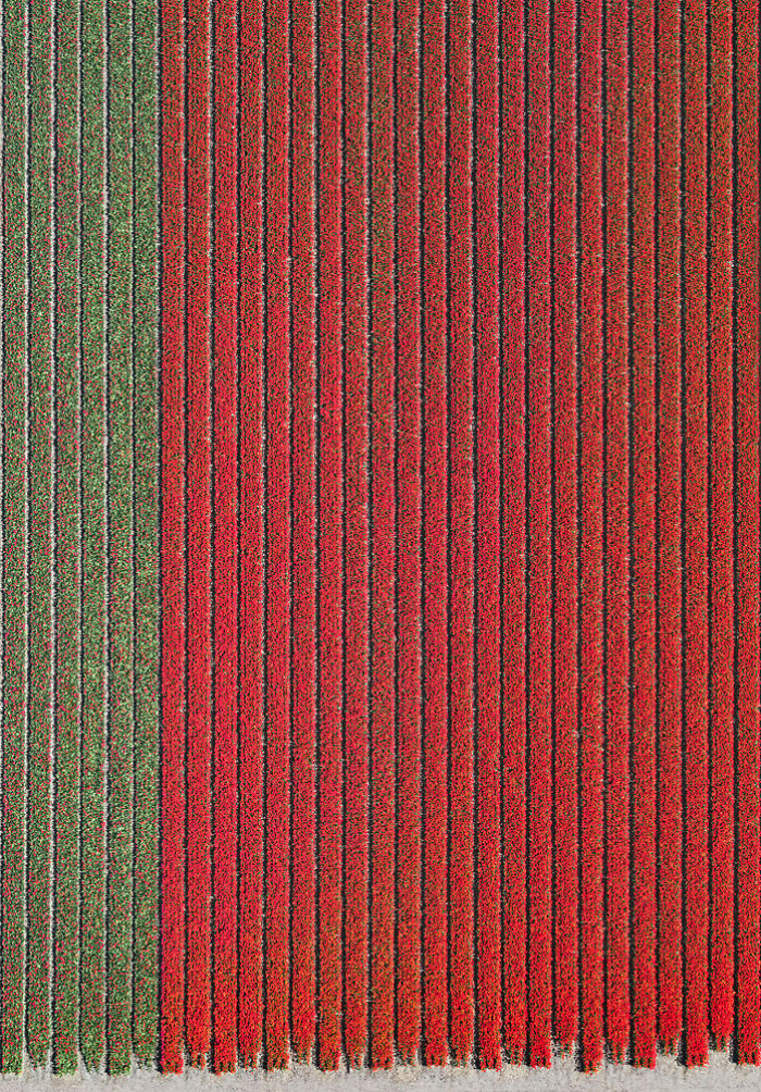 Colourful Patterns Of Tulip Fields In Netherlands Colourful Patterns Of Tulip Fields In Netherlands