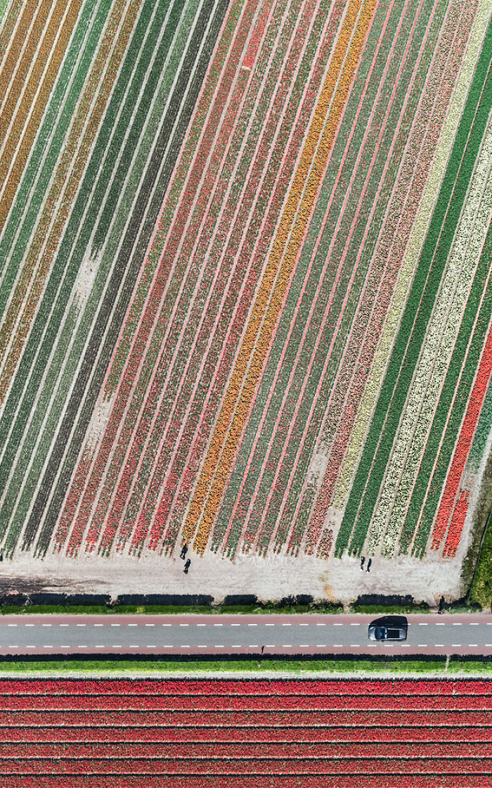 Colourful Patterns Of Tulip Fields In Netherlands