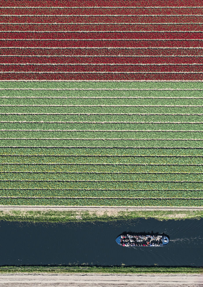 Colourful Patterns Of Tulip Fields In Netherlands