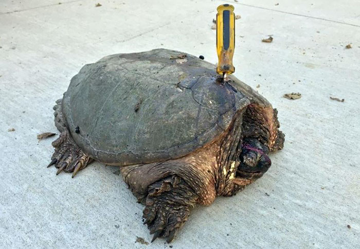 turtle-stabbed-screwdriver-tuttle-2 turtle-stabbed-screwdriver-tuttle-2